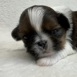 Shih Tzu Puppies from Little Miracles Shih Tzu