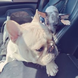 Maestro - French Bulldog