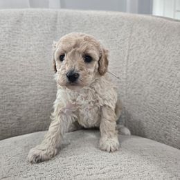 Snow White - Cream female Poodle puppy in Fordland, Missouri from K&K's Puppy Kingdom