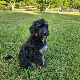 Frontier - Phantom male Bernedoodle puppy in Flat Rock, North Carolina from Sukisdoodles