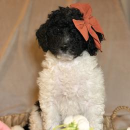 Dakota - Parti female Goldendoodle puppy in Saint Louis, Missouri from Jax Doodles