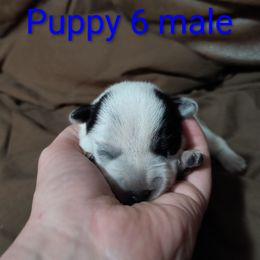 Dancer - Blue male Australian Cattle Dog puppy in Morton, Illinois from KT Ranch ACDs