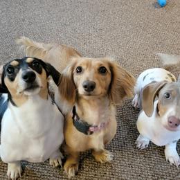 Dachshunds from Lees Creek Dachshunds