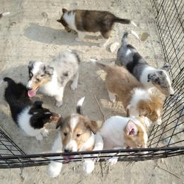Collie Puppies from Desert Kennels