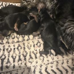 Yorkipoo puppies from Countryside Doodles and Mohr