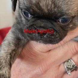 Apollo - Brindle male Pug puppy in Hampstead, North Carolina from Delta pug puppies