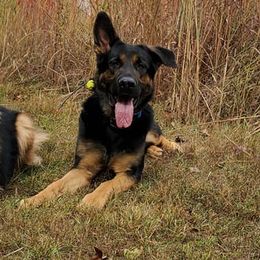 German Shepherds from Lingo Dog Training