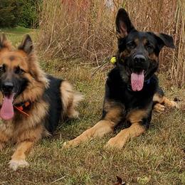 German Shepherds from Lingo Dog Training