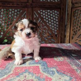Koa - Brown male Mi-Ki puppy in San Francisco, California from Moonstone miki's
