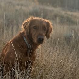 Golden Retrievers from Royal Red Retrievers