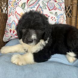 Shadow - Black tri-color male Aussiedoodle puppy in Rochester, Massachusetts from Harmony Hill Doodles