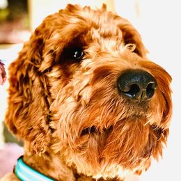 Rusty - Goldendoodle