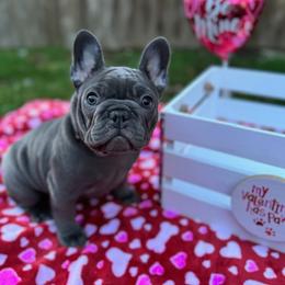 French Bulldog Puppies from Jessie's Frenchies