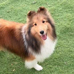 Isa - Sable and white female Shetland Sheepdog puppy in Granada Hills, California from Aratone
