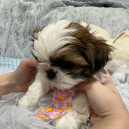 Shih Tzu Puppies from Bay Area Shih Tzu