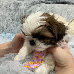 Shih Tzu Puppies from Bay Area Shih Tzu