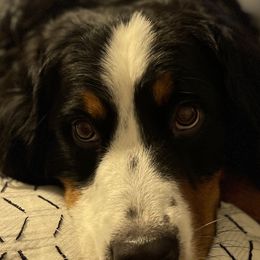 Bernedoodles, Bernese Mountain Dogs, Cavalier King Charles Spaniels, and Goldendoodles from Adventure Doodles Of East TN