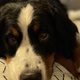 Bernedoodles, Bernese Mountain Dogs, Cavalier King Charles Spaniels, and Goldendoodles from Adventure Doodles Of East TN