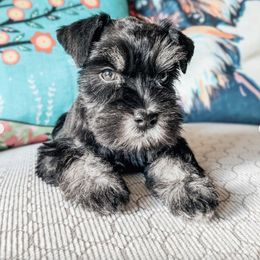 Miniature Schnauzer Puppies from Los Angeles Miniature Schnauzers
