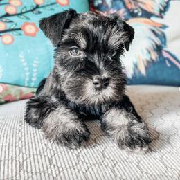 Miniature Schnauzer Puppies from Los Angeles Miniature Schnauzers