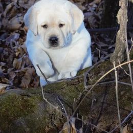 Labrador Retriever Puppies from Meritrust Labradors