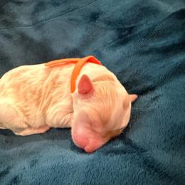 Cupid - Parti male Goldendoodle puppy in Lufkin, Texas from Maggnificent Doodles