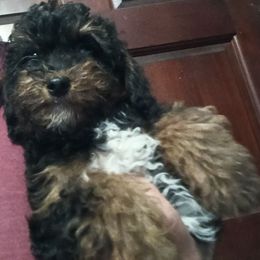 Raspberry - Phantom male Poodle puppy in East Providence, Rhode Island from Marta's Cavaliers