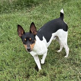 Jet - Rat Terrier