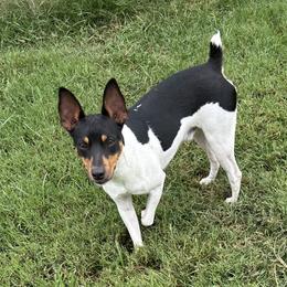 Jet - Rat Terrier