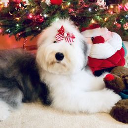 Sadie - Old English Sheepdog