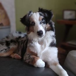Indigo - Miniature Australian Shepherd