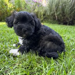 Oreo - Black and white male Havanese puppy in Brisbane, California from Natalie’s Havanese