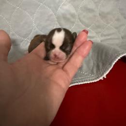 Saturn - Chocolate and white male Chihuahua puppy in Dime Box, Texas from Color Me Crazy Chihuahuas