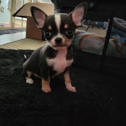 Vinny - Black and tan male Chihuahua puppy in Ashtabula, Ohio from Paw's & Awe's Chihuahuas