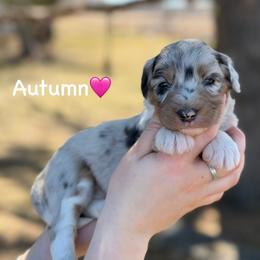 Autumn - Blue merle female Aussiedoodle puppy in Lancaster, Minnesota from Finney Ranch