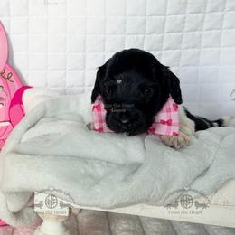 Mr. Dk. Green-2400 - Piebald male Dachshund puppy in Sparr, Florida from From the Heart Doxies