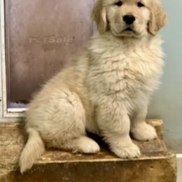 Golden Retriever and Pug Puppies from Copperfield’s Goldens