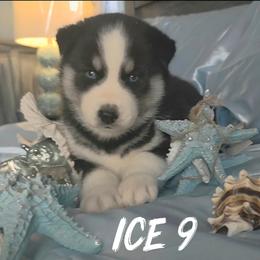 Ice 9 - Black and white female Siberian Husky puppy in Spring Hill, Florida from Whitmore Wolfpack LLC
