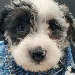 Girl 3 pink collar - Schnoodle puppy from Eveleigh Acres Puppies