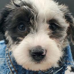 Girl 3 pink collar - Schnoodle puppy from Eveleigh Acres Puppies