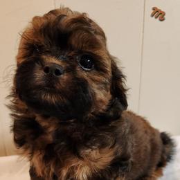 Copper - Red male Companion Cross puppy in Richmond, Missouri from Natalie's Happy Fur Paw's