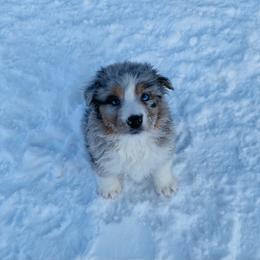 Aussiedoodle and Australian Shepherd Puppies from SS Australian Shepherds
