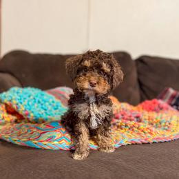 Snickers - Brown white and tan male Cockapoo puppy in Albany, Kentucky from Windy Pines Farm