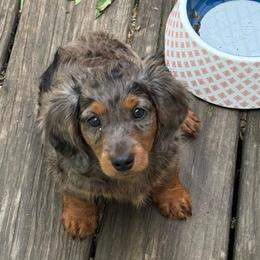 Juju - Dapple male Dachshund puppy in Nevada, Missouri from Lee's Backroad Fur Babies