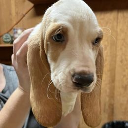 Basset Hounds from Rambo Bassets