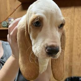 Basset Hounds from Rambo Bassets