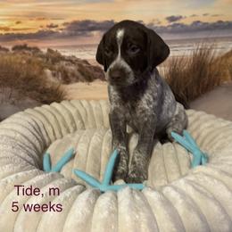 German Shorthaired Pointer Puppies from Royal Chaos GSP