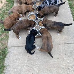 Bernedoodle Puppies from Bayou Blu's Bernedoodles