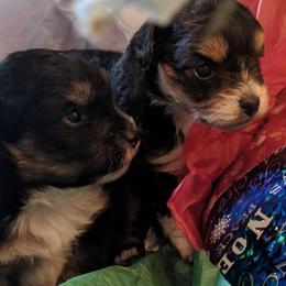 Aussiedoodles from Aussiedoodle Dandy