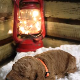 Poodle Puppies from Red Barn Moyen Poodles